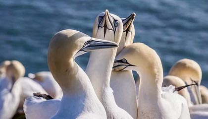 开云app-【直播】TTG大比分落后,Cat喊久哲该发力了!坏男孩联盟不能少清清