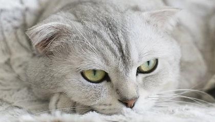 开云官网-李玮锋：国内多队欠薪导致外援不敢来，河南俩外援是我骗来的