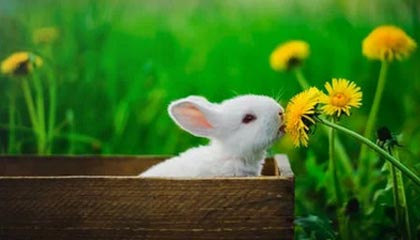 开云官网-李玮锋：国内多队欠薪导致外援不敢来，河南俩外援是我骗来的